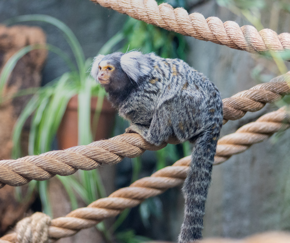 Grimsby Institute marmoset.